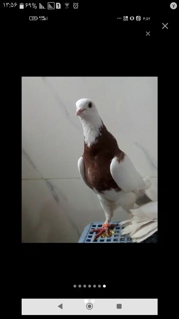 فروش کبوتر|پرنده|شیراز, درکی|دیوار