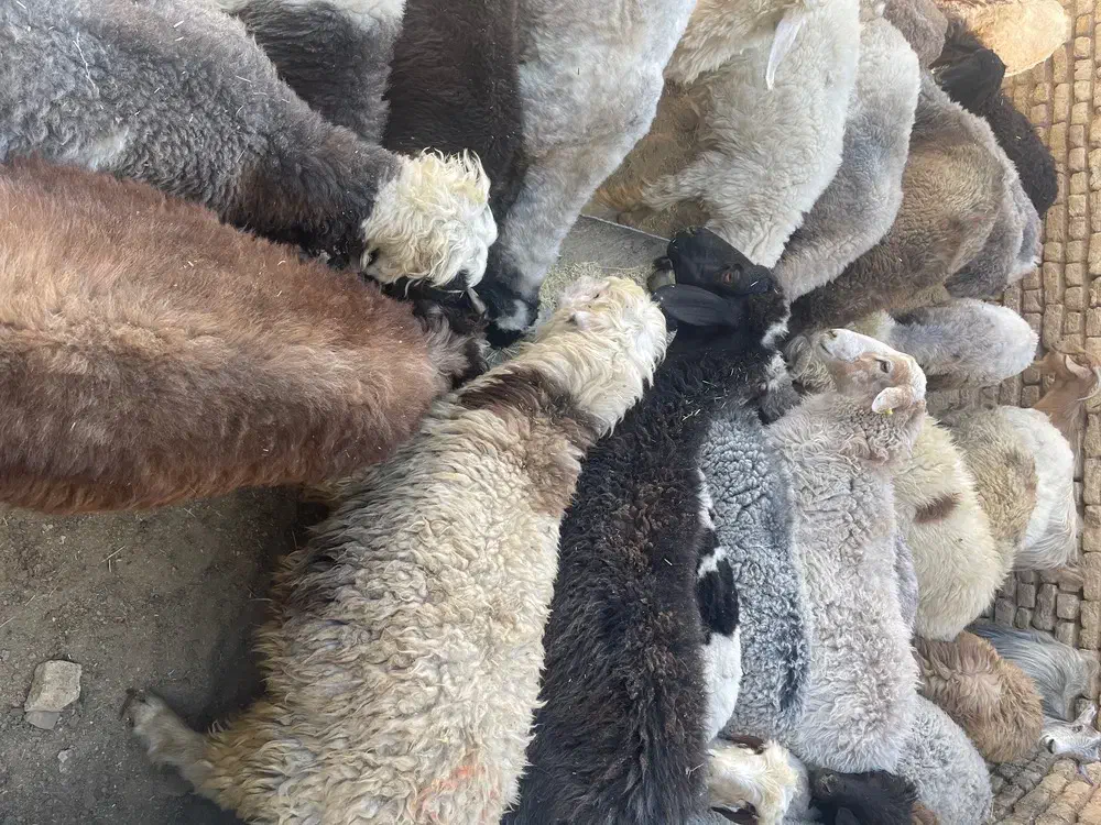 گوسفند کره بز  کشتاری|حیوانات مزرعه|شهرضا, |دیوار