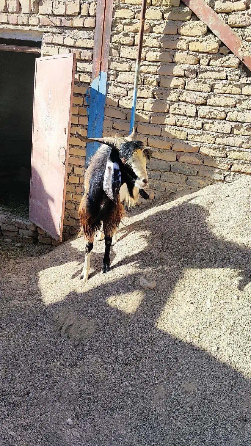 بز نر(نیری)|حیوانات مزرعه|آشخانه, |دیوار