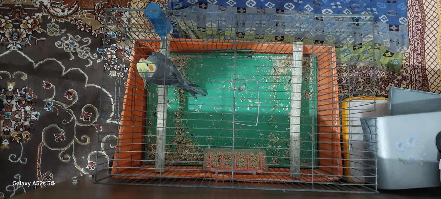 عروس هلندی نر بالغ|پرنده|تهران, شهرک رضویه|دیوار