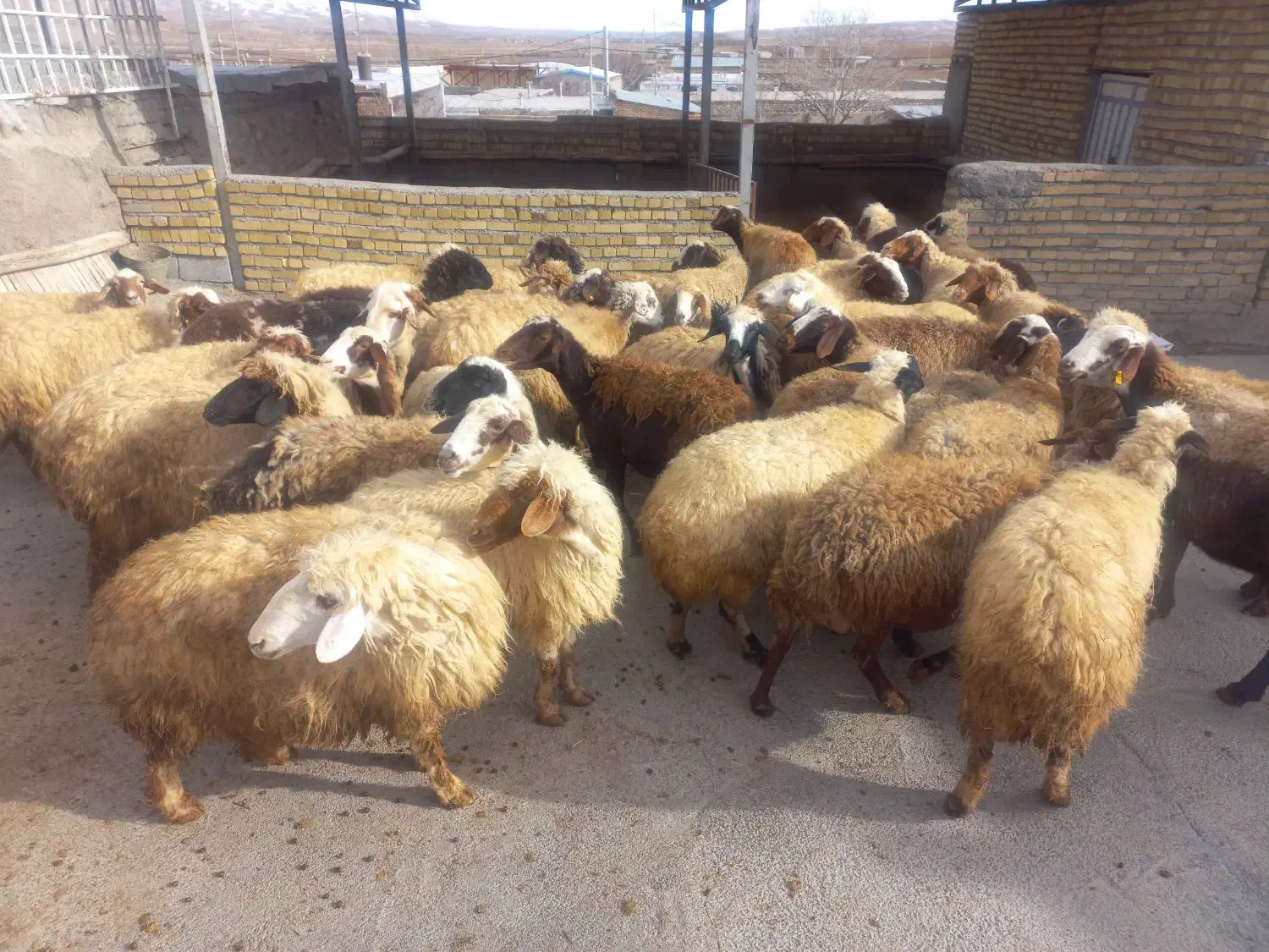 گوسفند میش وبره.|حیوانات مزرعه|زاغه, |دیوار