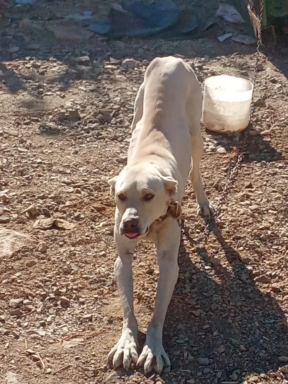 سگ سرابی|سگ|لالجین, |دیوار