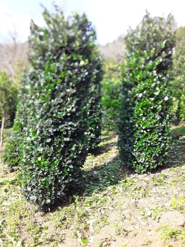 یاس پرپشت|خدمات باغبانی و درختکاری|چابکسر, |دیوار