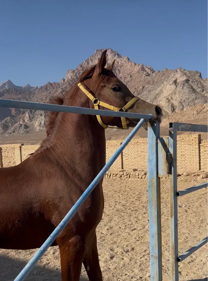 نریان یکسر وارداتی|اسب و تجهیزات اسبسواری|تفت, |دیوار