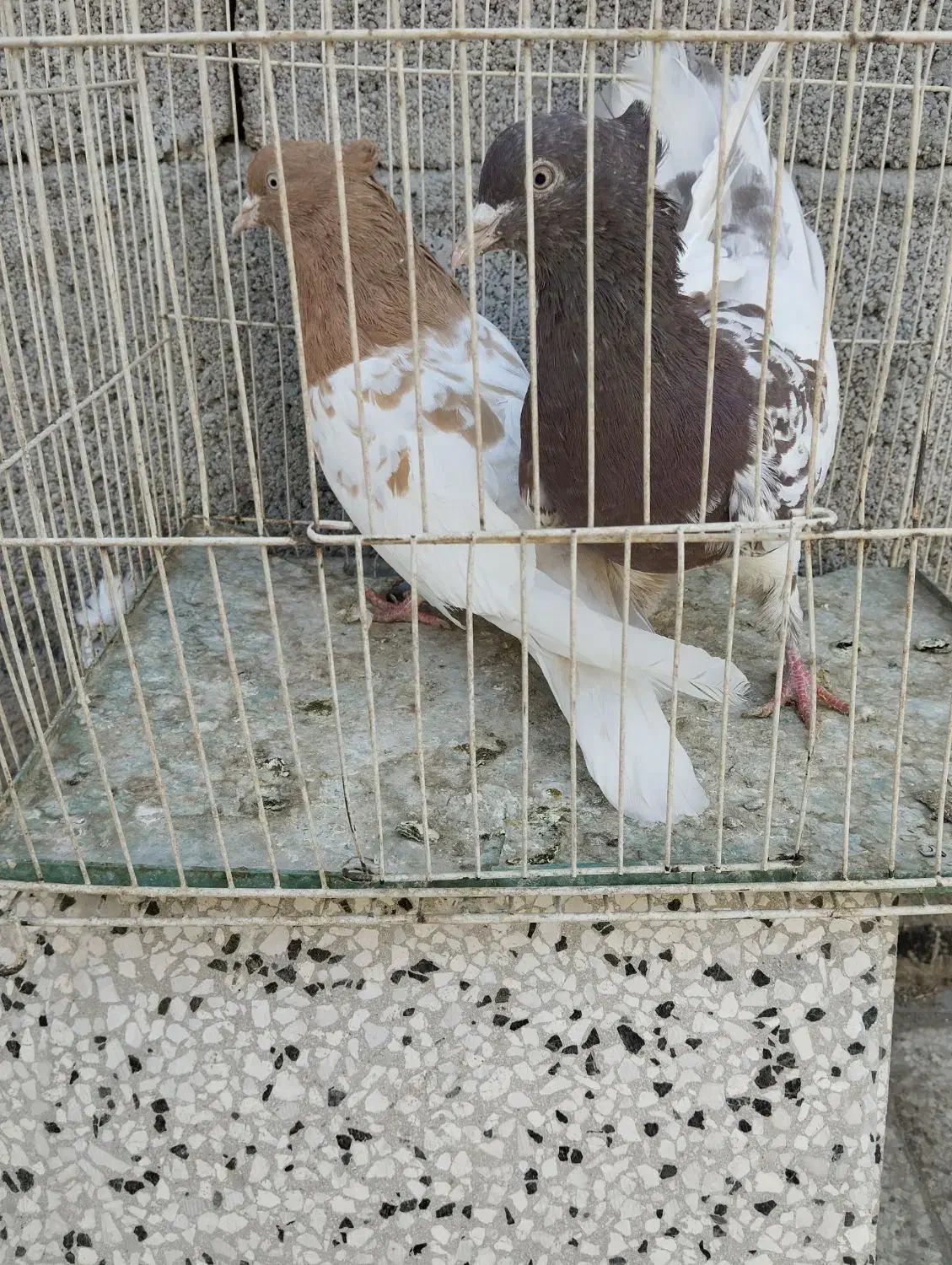 کله زرد ، سینه سرخ ماده، کله هفترنگ|پرنده|مشهد, امیرآباد|دیوار