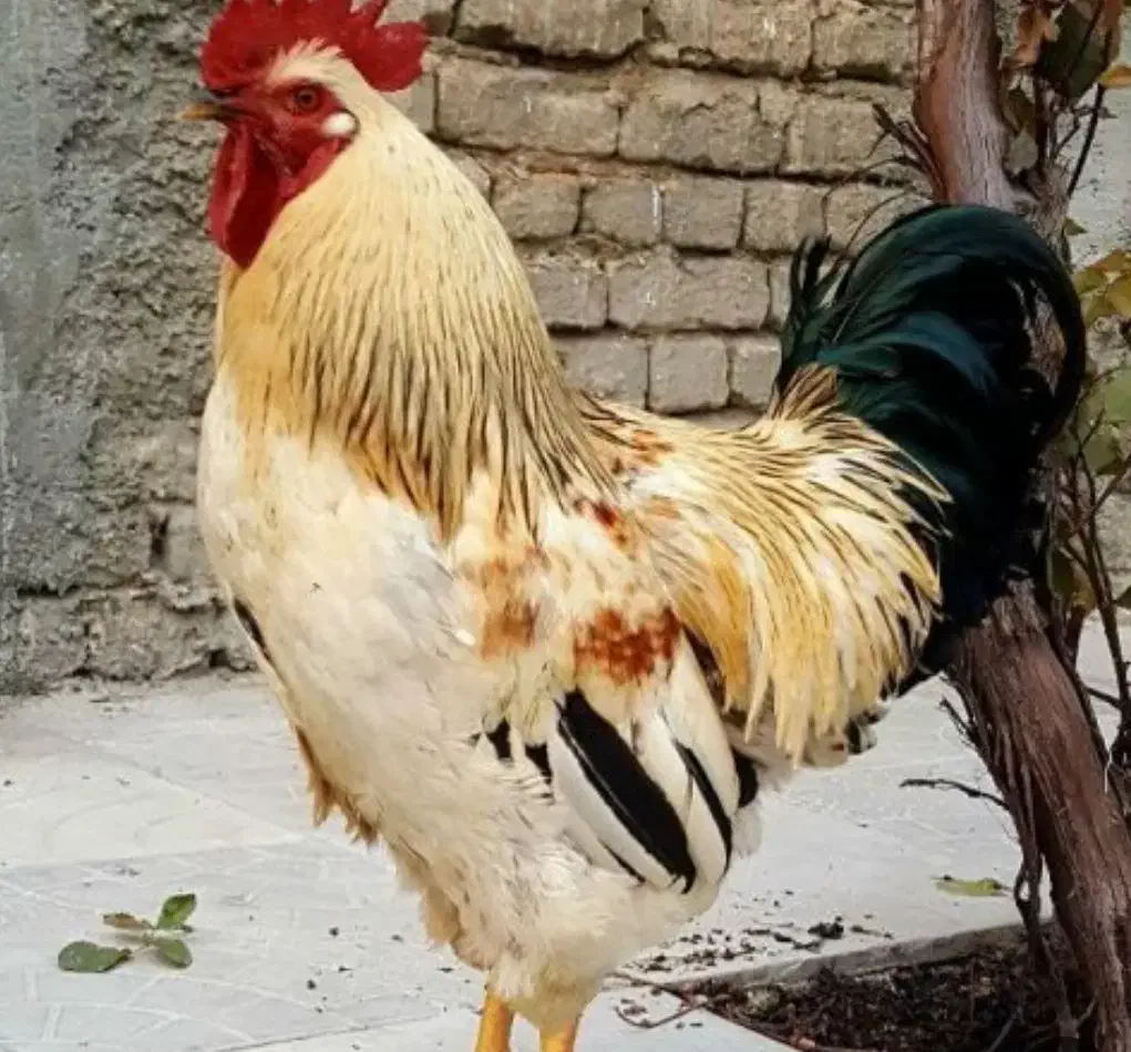 خروس محلی و ماشینی|حیوانات مزرعه|تربتحیدریه, باغ سلطانی|دیوار