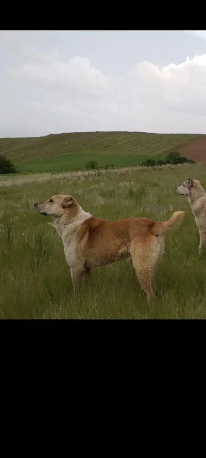 گم شده|سگ|سنندج, |دیوار