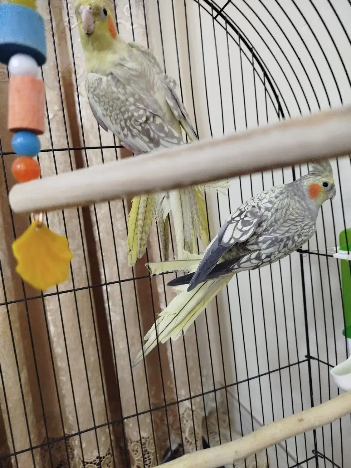 جفت عروس هلندی گل باقالی زیبا و بازیگوش|پرنده|تهران, یافتآباد|دیوار