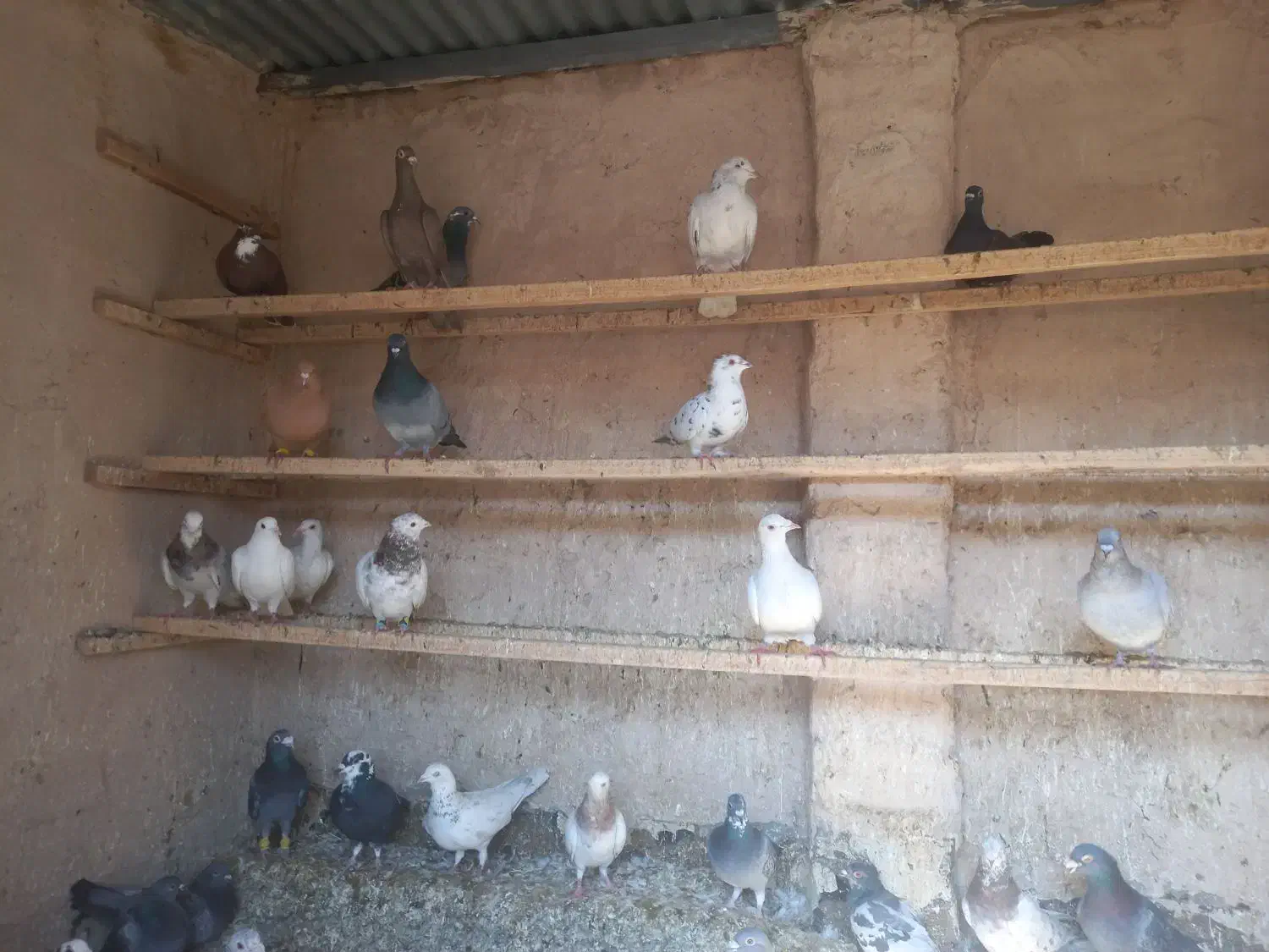 دورگ و پلاکی|پرنده|مبارکه, |دیوار