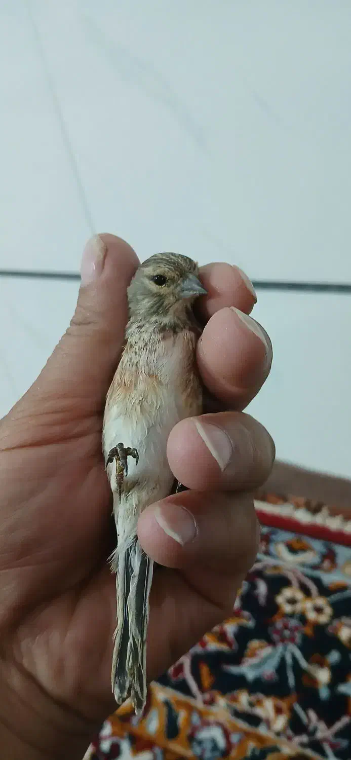 با سلام/سهره سینه سرخ نر|پرنده|قزوین, |دیوار