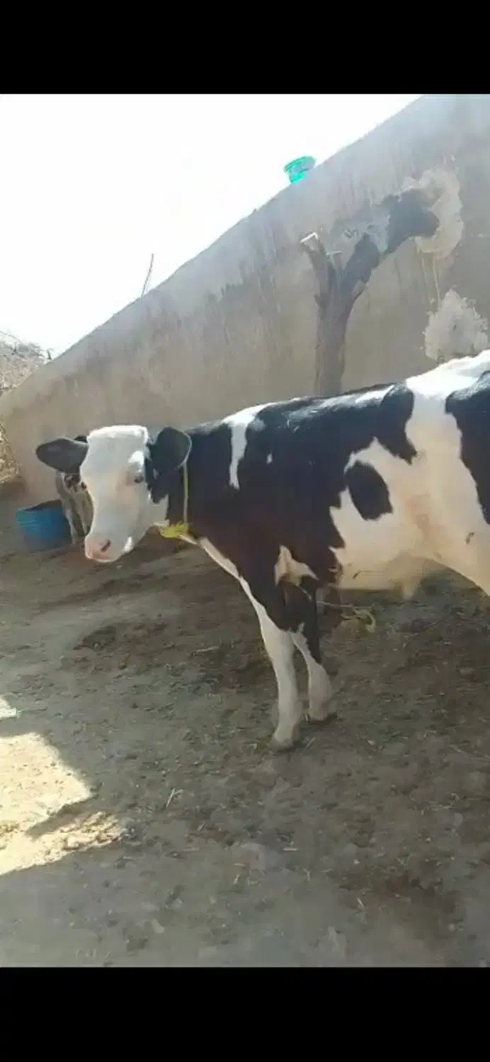 گوساله یا گاو نر|حیوانات مزرعه|اهواز, گلدشت|دیوار