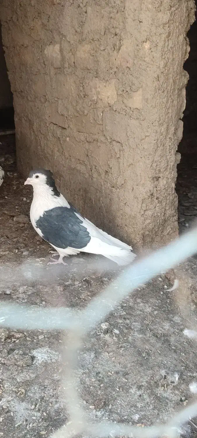 پرنده|پرنده|کرباسک, |دیوار