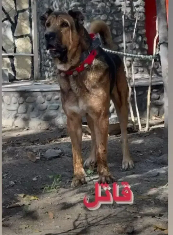 واگذاری سگ پژدر|سگ|لنجان, |دیوار