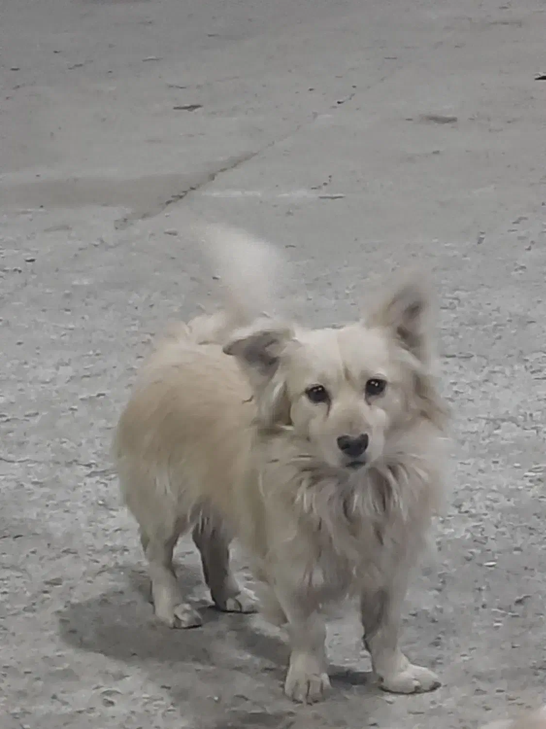 سگ پامر اشپیتز|سگ|نجفآباد, جلال آباد|دیوار