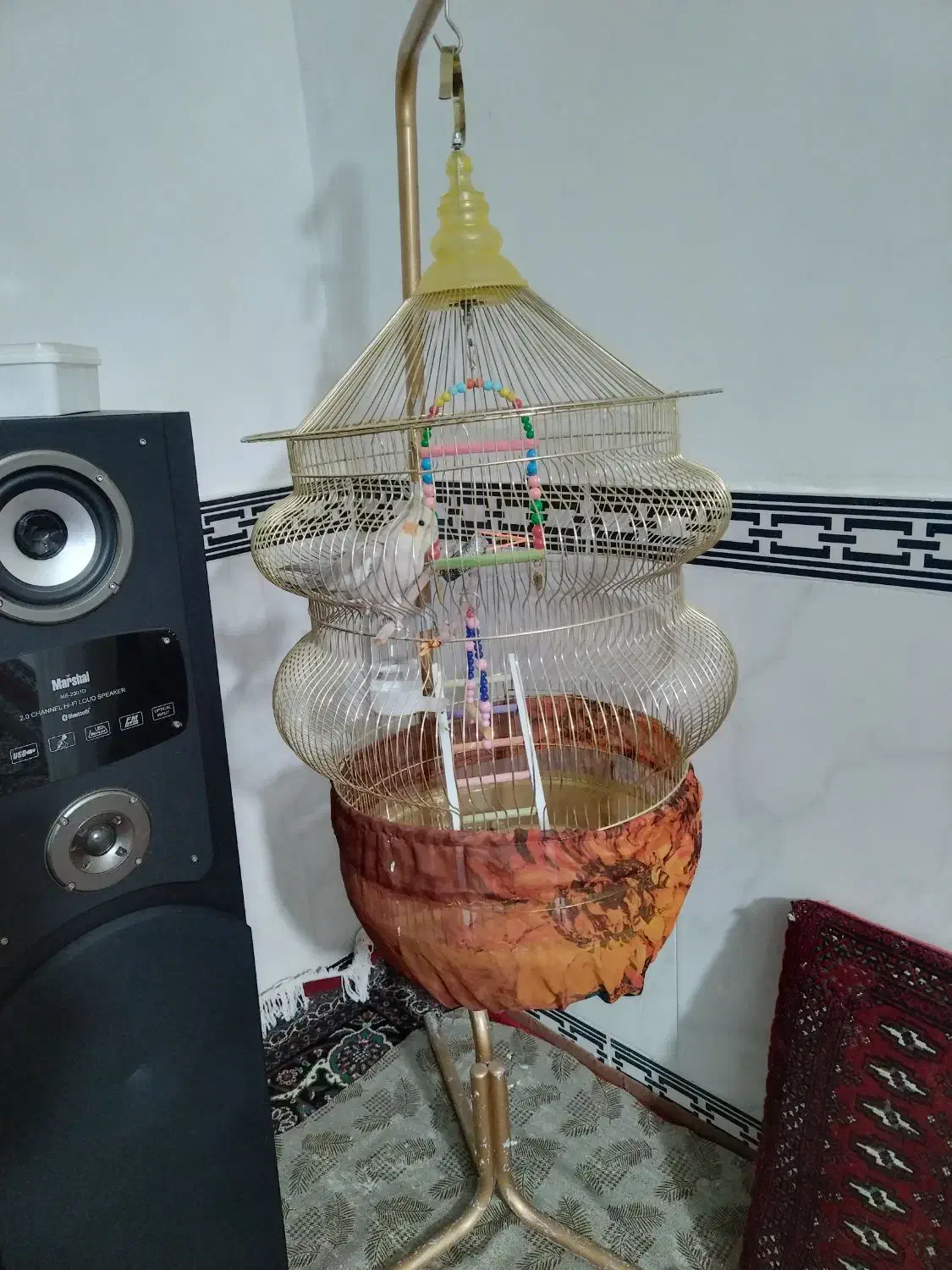 معاوضه عروس هلندی با سهره|پرنده|کرمانشاه, |دیوار