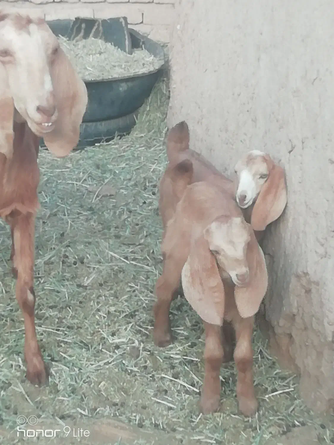 بز پاکستانی زاییده با بزغاله ماده چاق|حیوانات مزرعه|خوسف, |دیوار