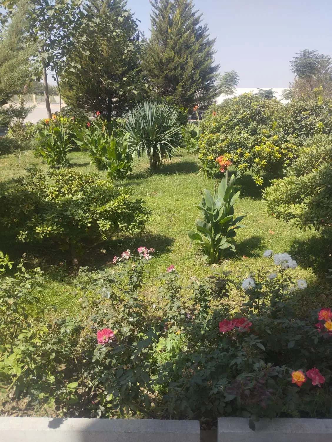 علف.یونجه|حیوانات مزرعه|شهرکرد, |دیوار