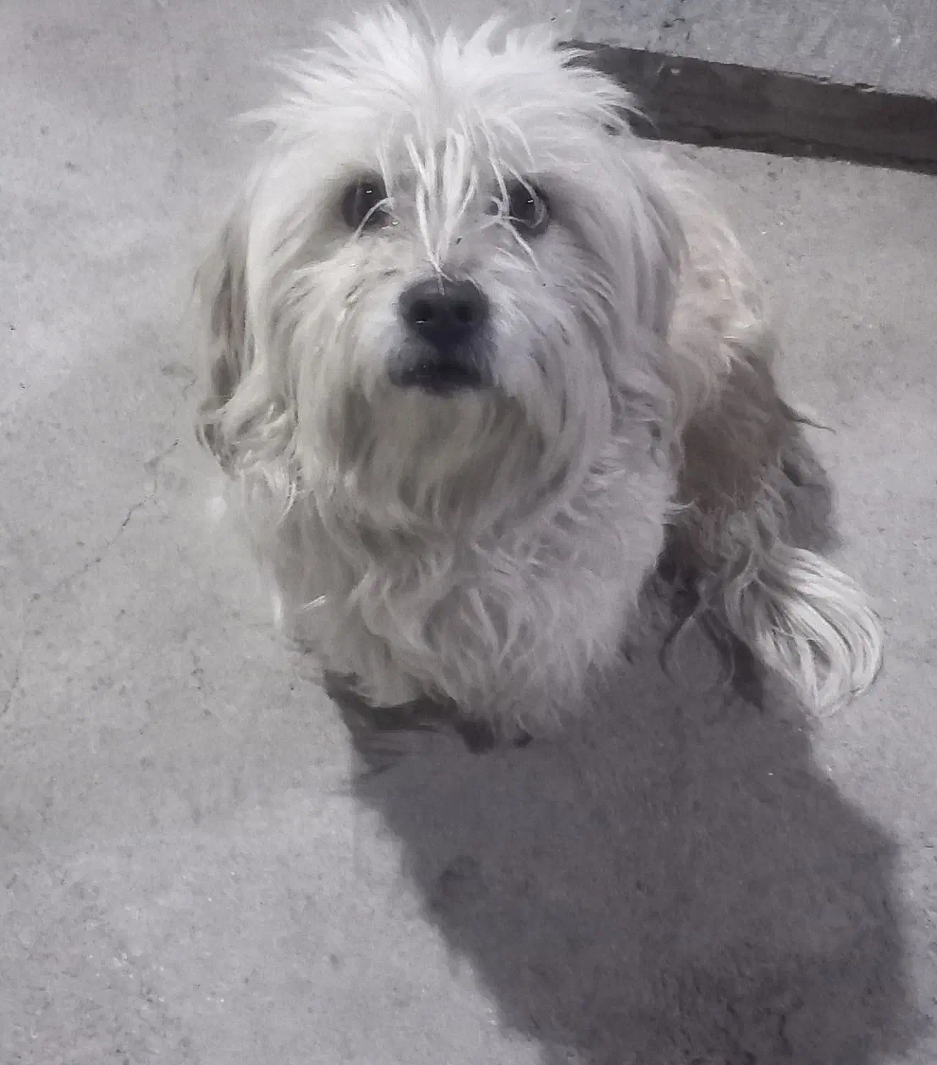 سگ پاکوتاه|سگ|خوی, |دیوار