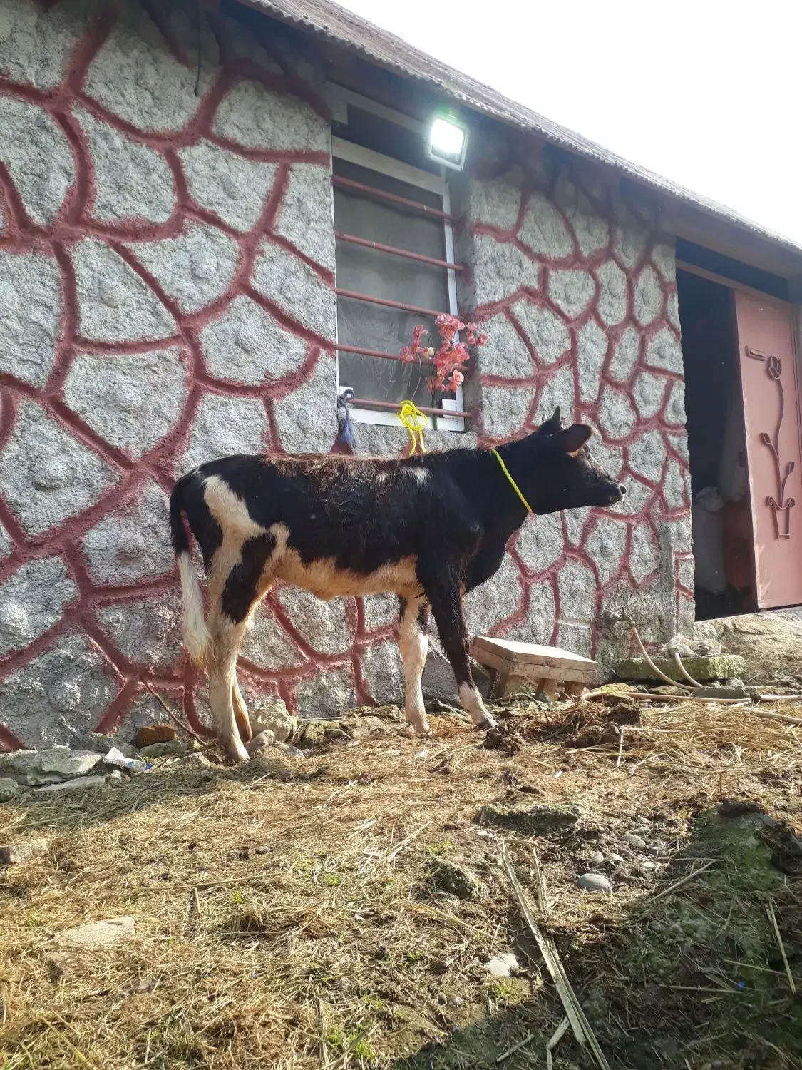 ۱راس لیشه عروسک   گاو ورزا|حیوانات مزرعه|رشت, حومه رشت|دیوار