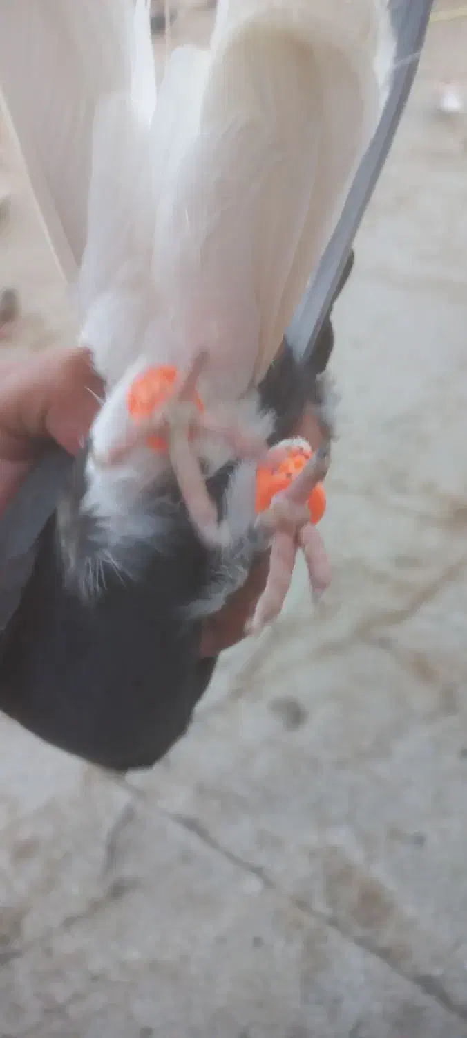 دم سفید چپ|پرنده|تربتحیدریه, طالقانی|دیوار