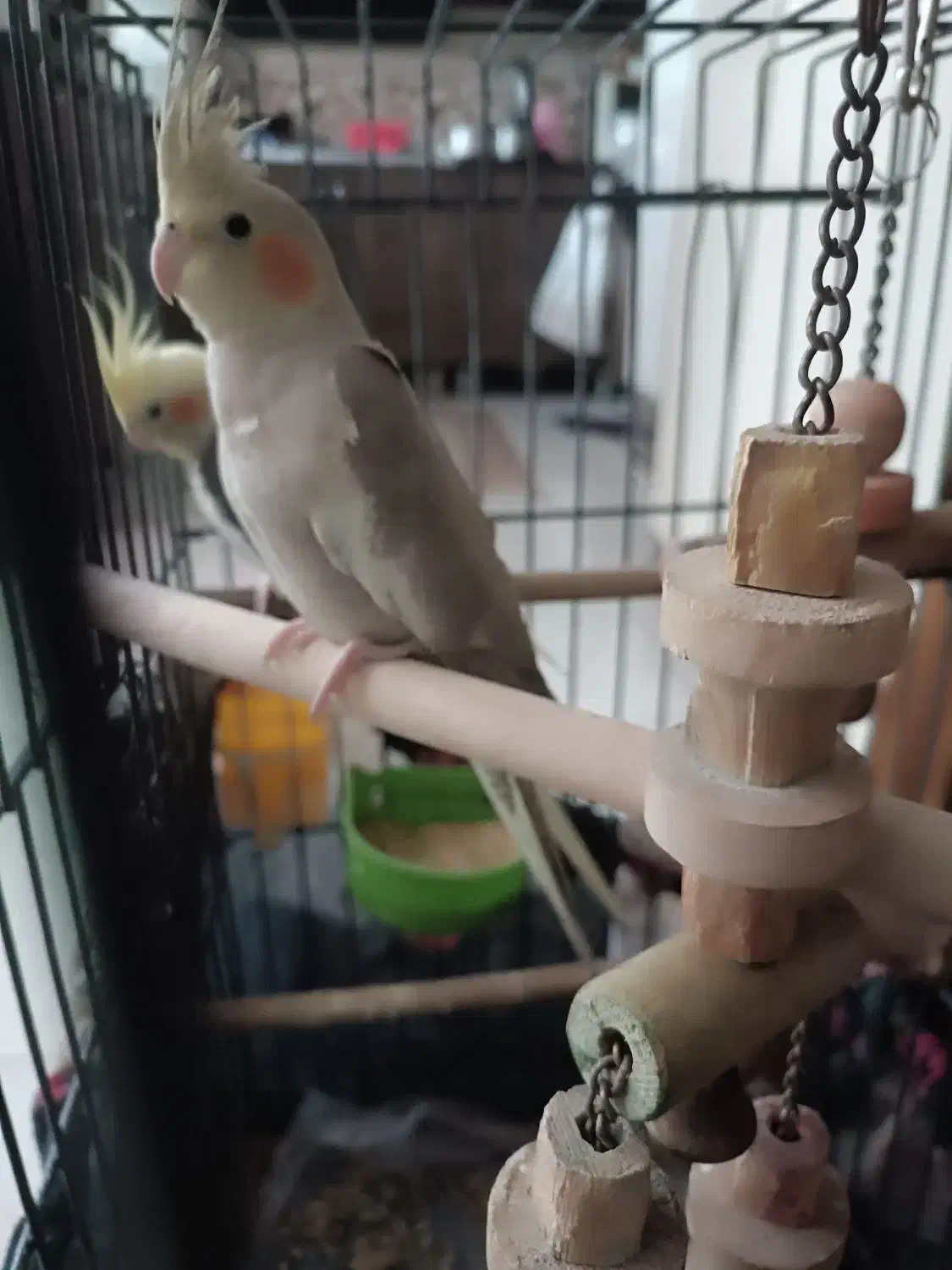 عروس هلندی نر و ماده|پرنده|تهران, مختاری|دیوار