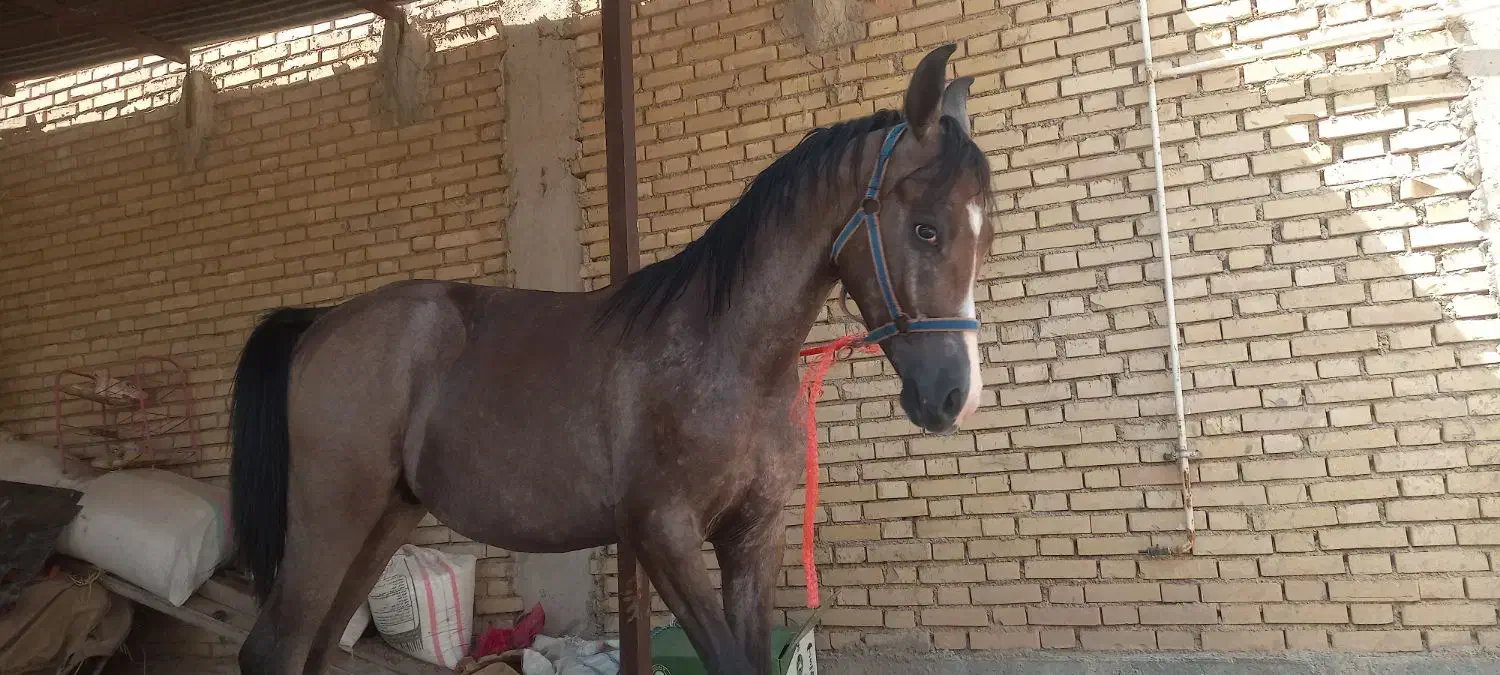 کره اسب نریان چابک و سرحال برای فروش|اسب و تجهیزات اسب‌سواری|شوش, |دیوار