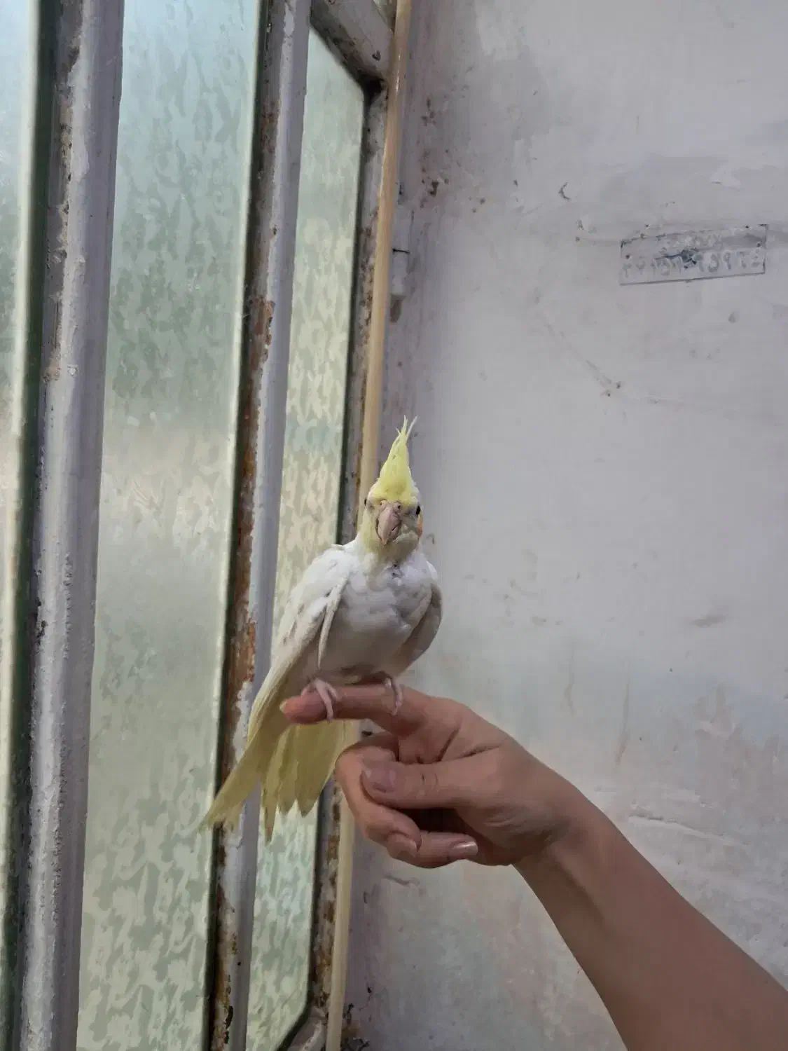 عروس هلندی|پرنده|قم, نخودی|دیوار