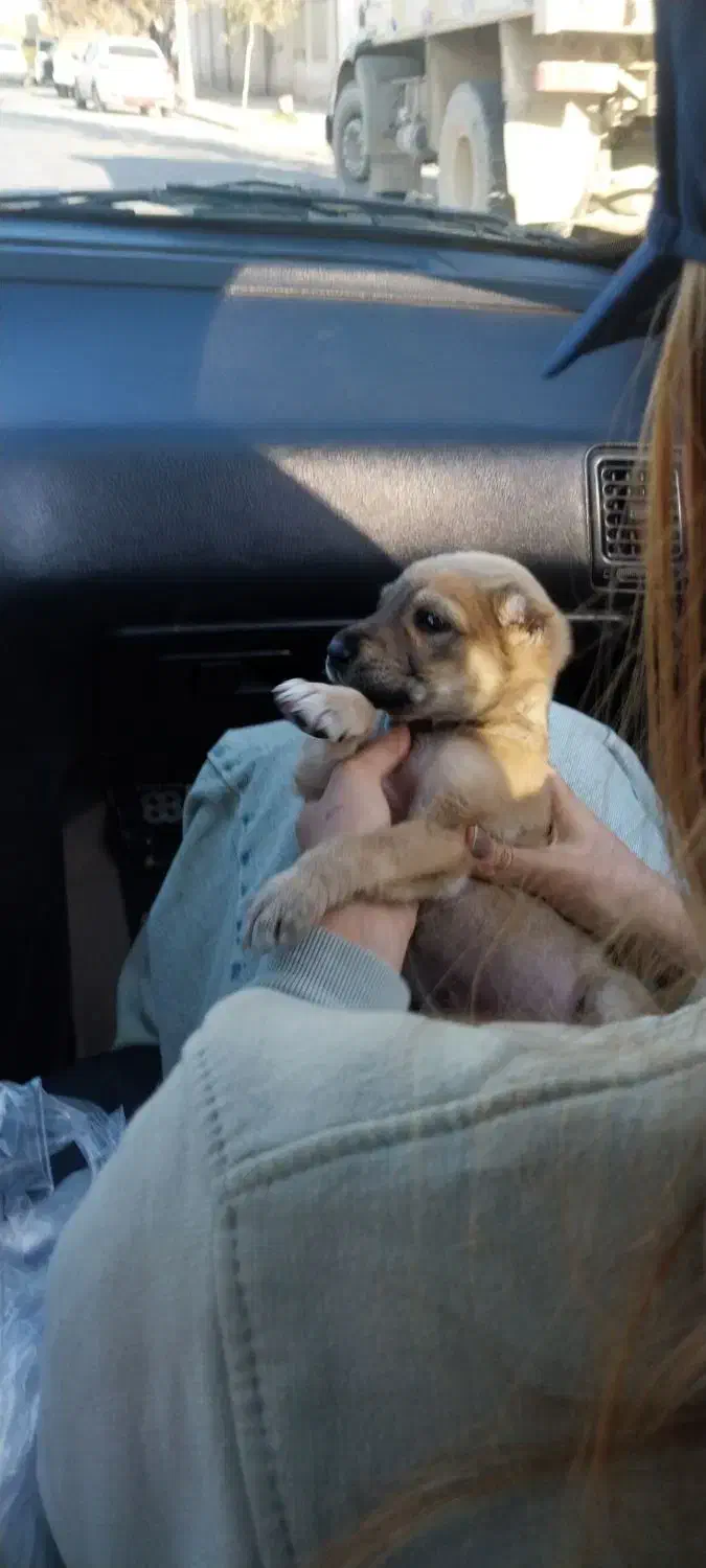 سگ سراب نر مفت مفت ۸۰۰|سگ|بجنورد, |دیوار