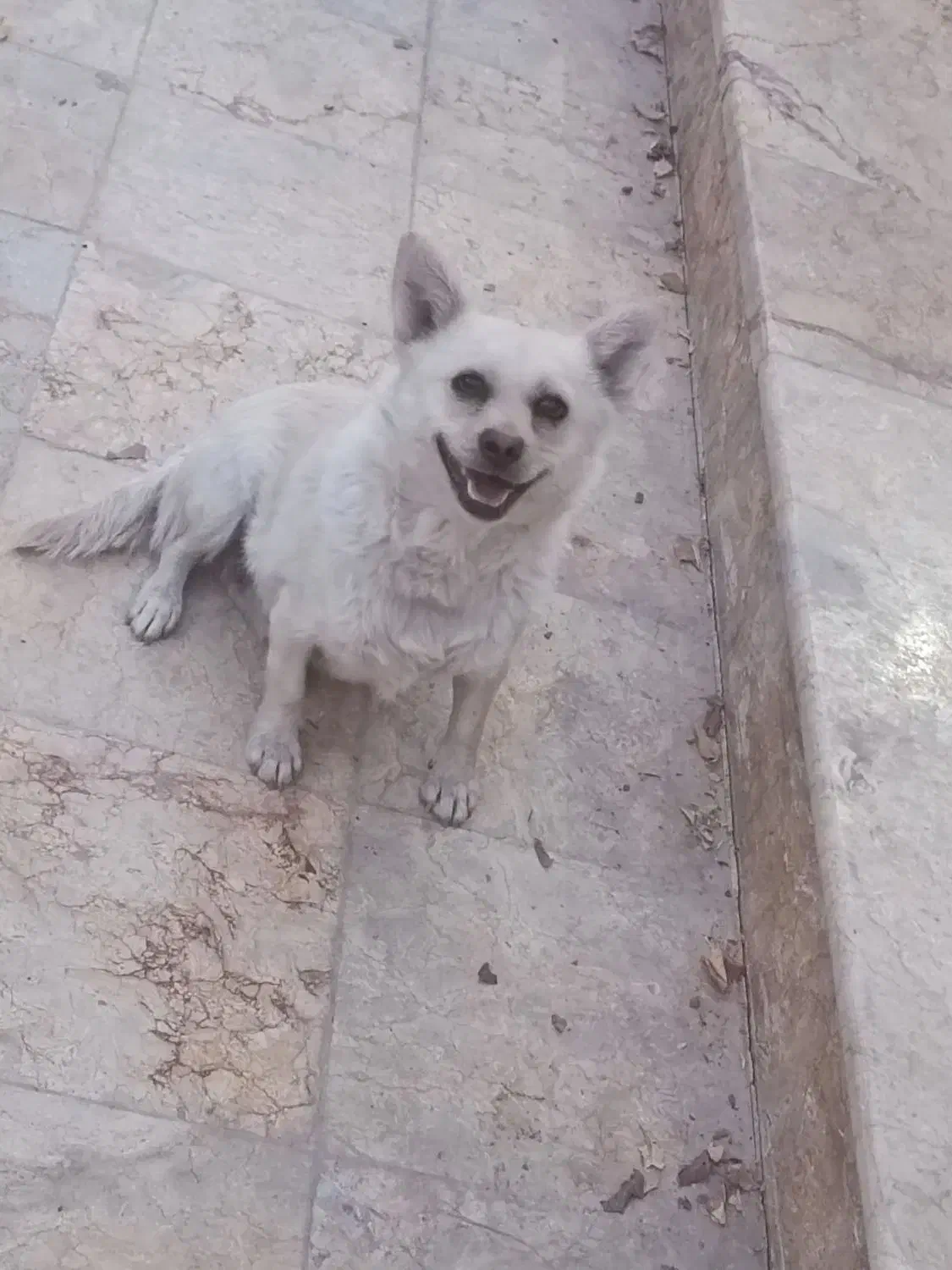 یک جفت سگ اشپیتز نر و ماده|سگ|فلاورجان, |دیوار