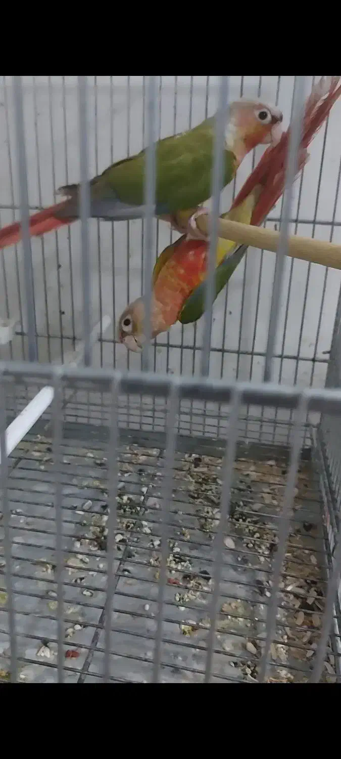 فروش دو عدد گرینچیک و دوعدد عروس|پرنده|بهبهان, |دیوار