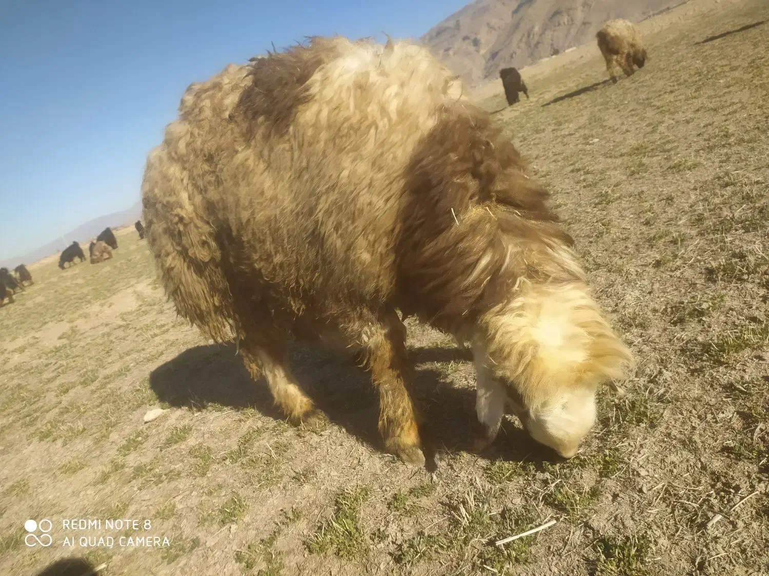 فروش کهره وبره|حیوانات مزرعه|مرودشت, محمد آباد|دیوار