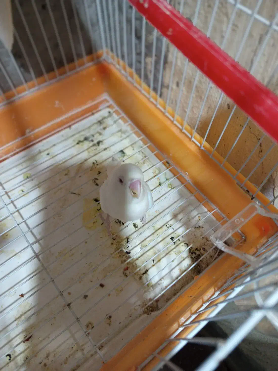 سلام یک عدد کوتوله سفید ماده چشم قرمز بفروش میرسد|پرنده|کنارک, |دیوار