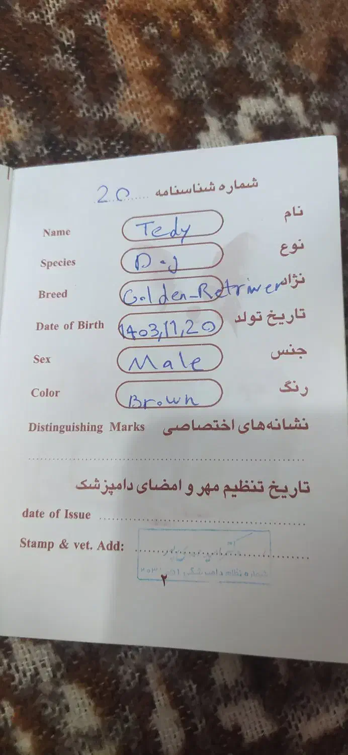 سگ خانگی|سگ|ماکو, |دیوار