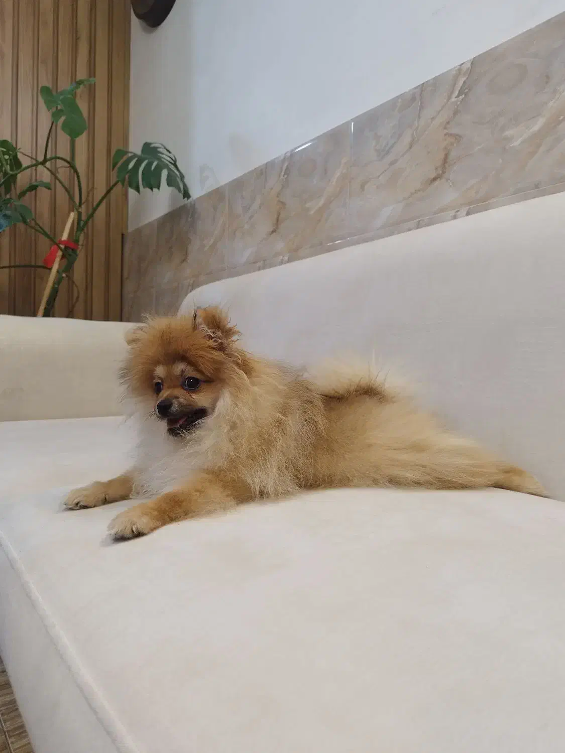 سگ پامرانین خرسی|سگ|قائمشهر, |دیوار