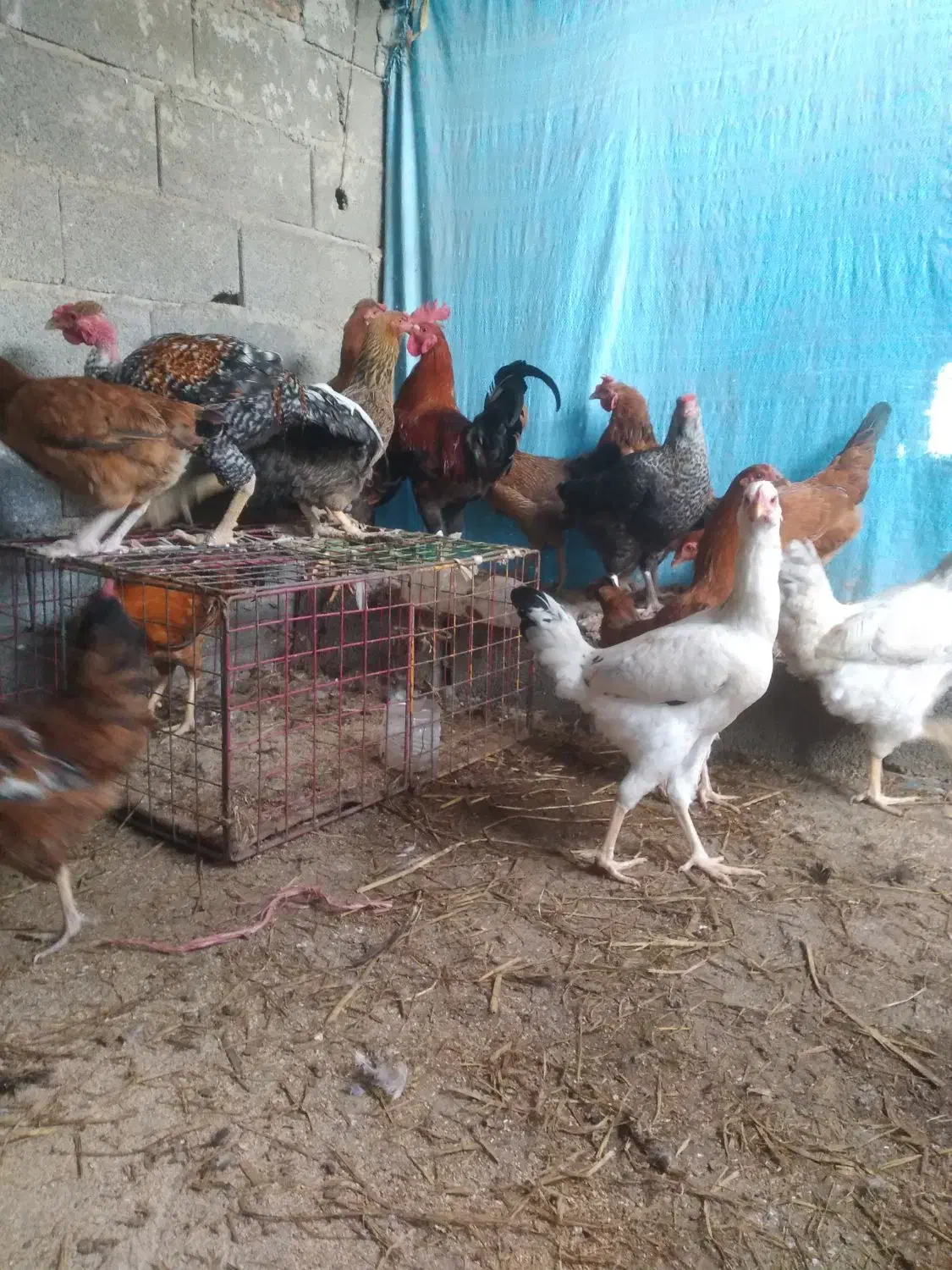 مرغ خروس جوجه محلی|حیوانات مزرعه|گرگان, |دیوار