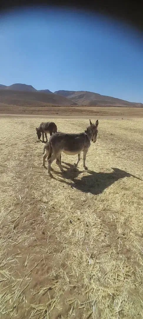 تعداددومادهخرویکنرخربفروشمیرسد|حیوانات مزرعه|بلداجی, |دیوار