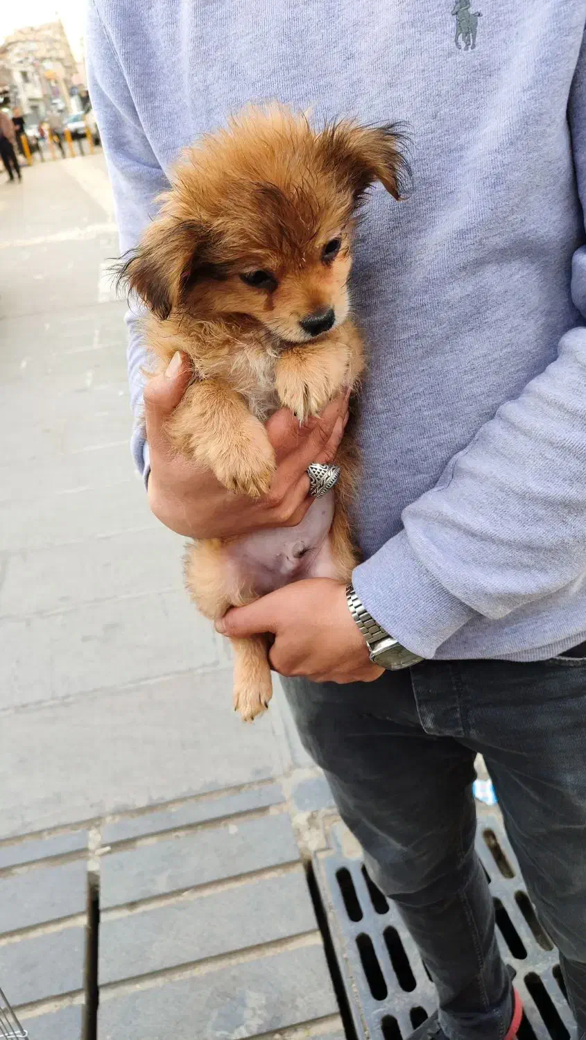 سگ پودل|سگ|سنندج, |دیوار