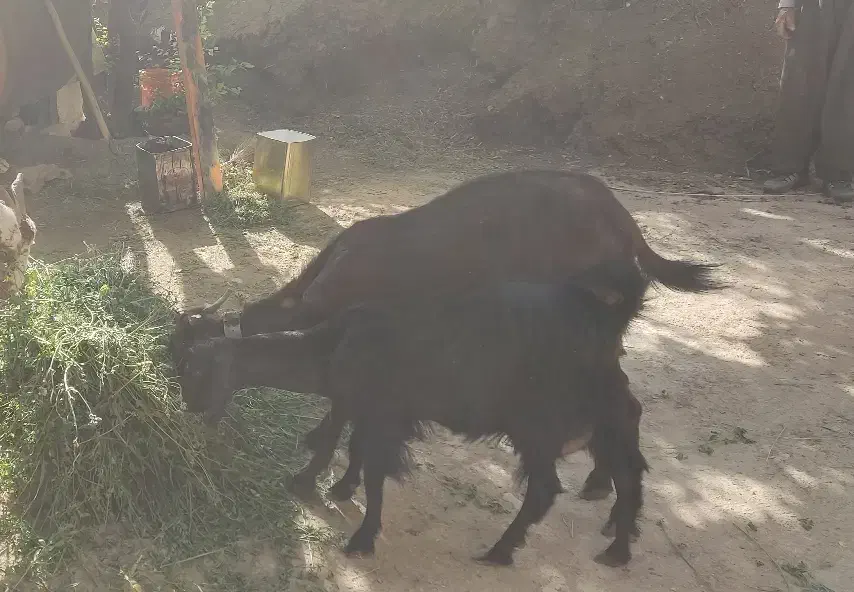 ۱۳ راس بز جون|حیوانات مزرعه|دیواندره, |دیوار