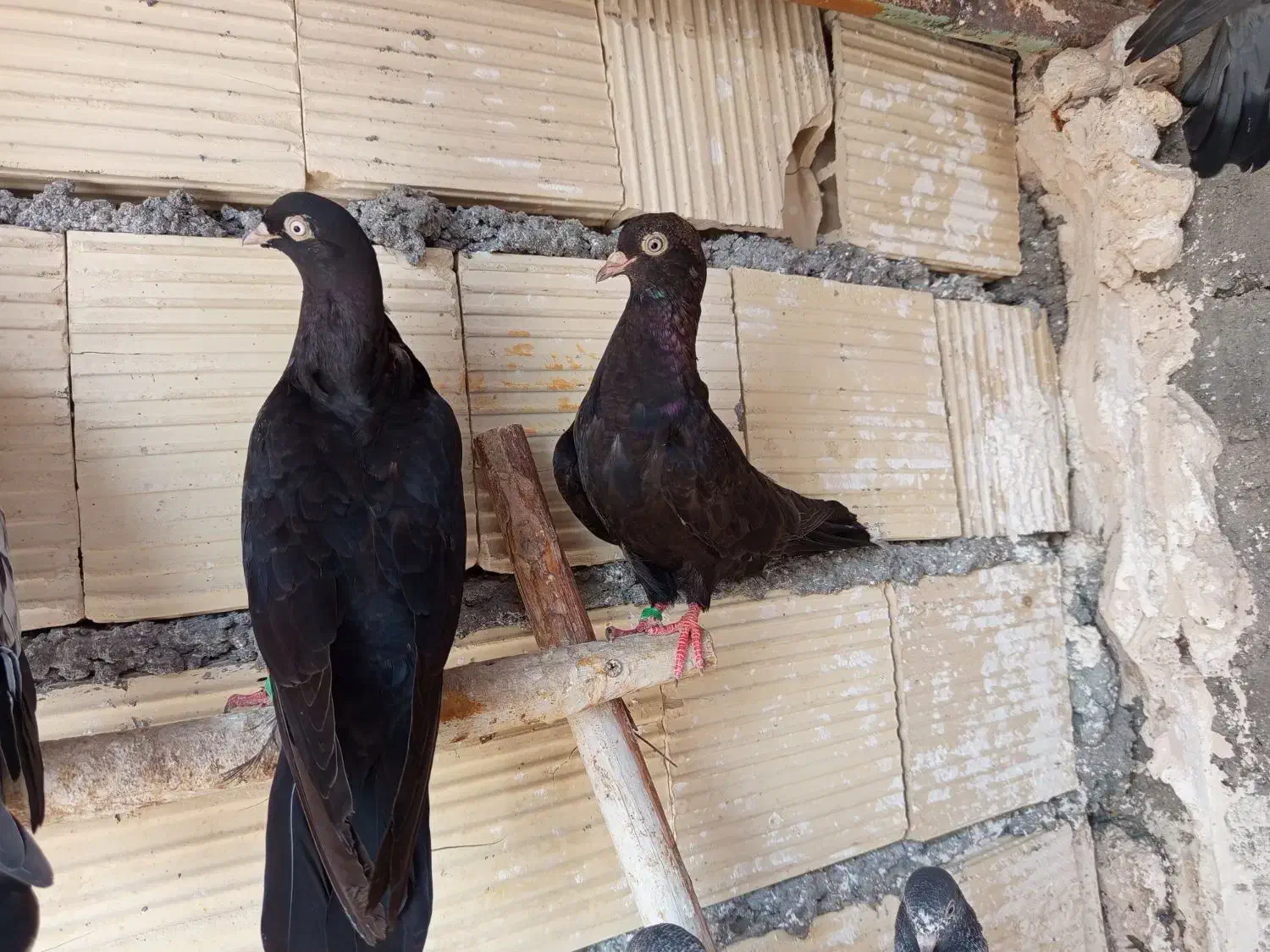 فروش کفتر|پرنده|بندرعباس, |دیوار