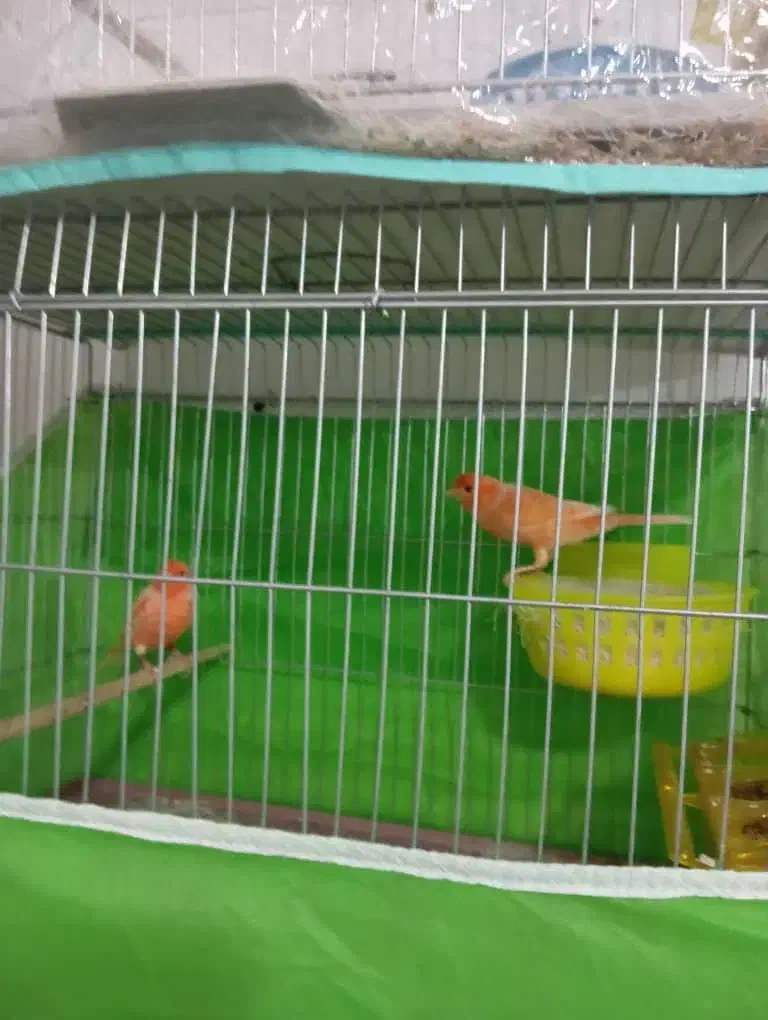 قناری|پرنده|بندرعباس, |دیوار