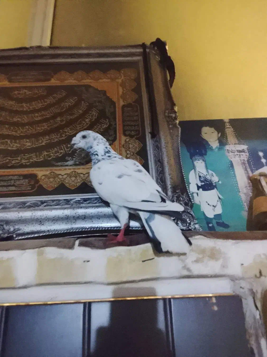 کبوترپلاکی|پرنده|هشتگرد, تهران دشت|دیوار