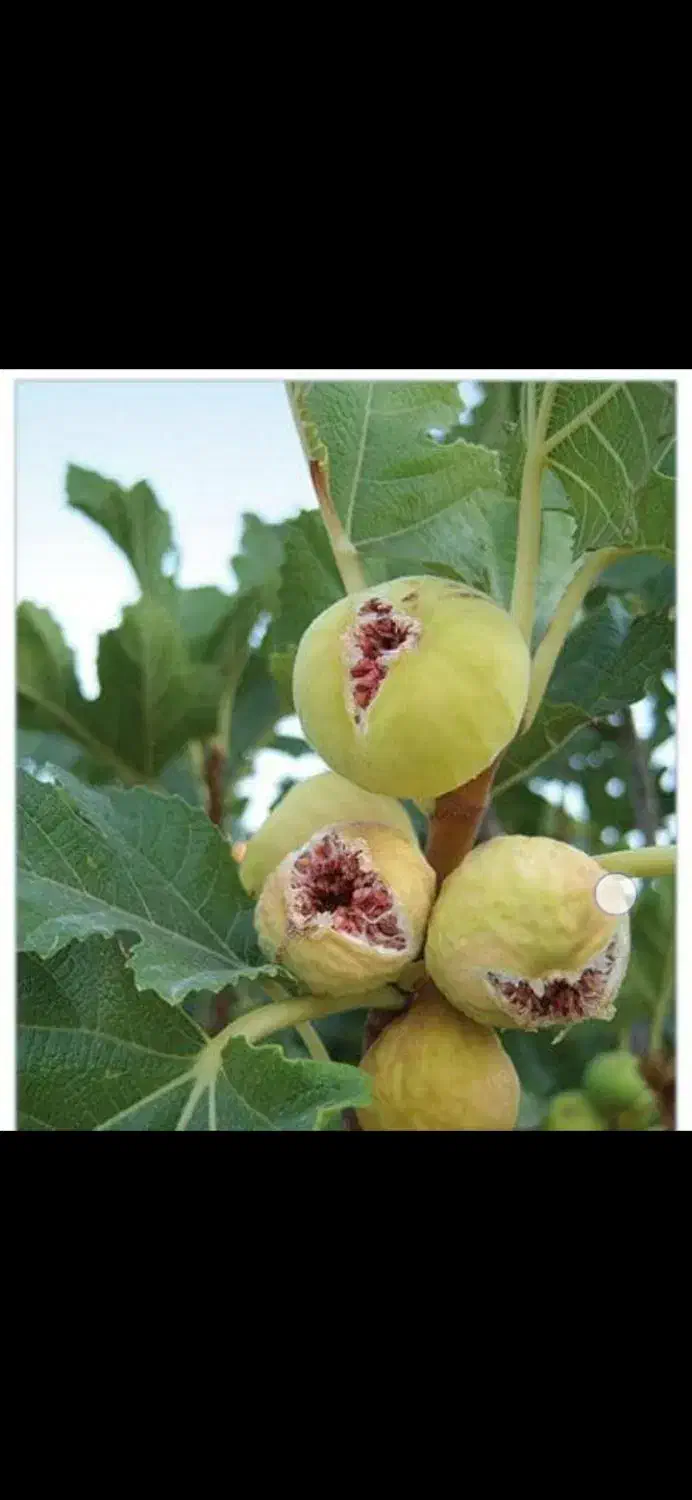 فروش 200 عدد درخت انجیر|خدمات باغبانی و درختکاری|میمند, |دیوار