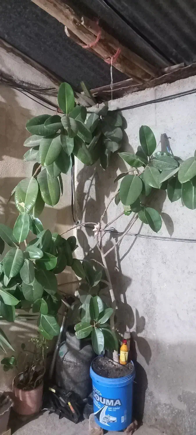 گل فیل گوش|گل و گیاه طبیعی|اسدآباد, |دیوار