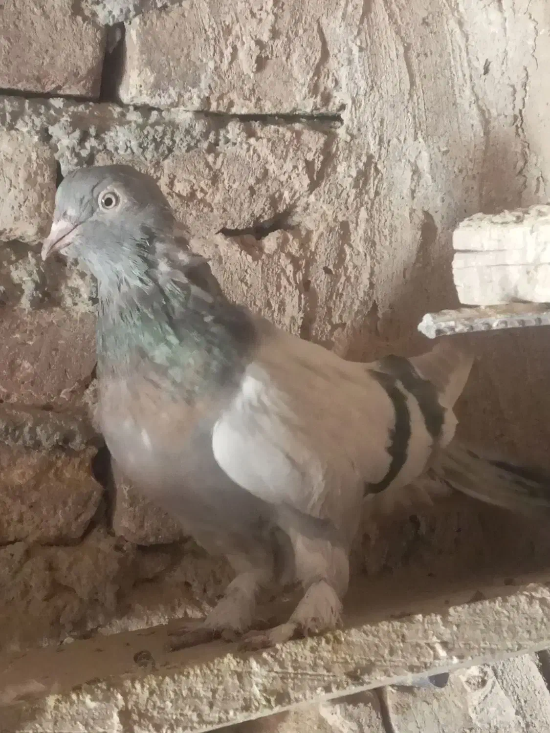 فروش کبوتر نقره ای و شازده بدرد بخور|پرنده|فرخ‌شهر, |دیوار