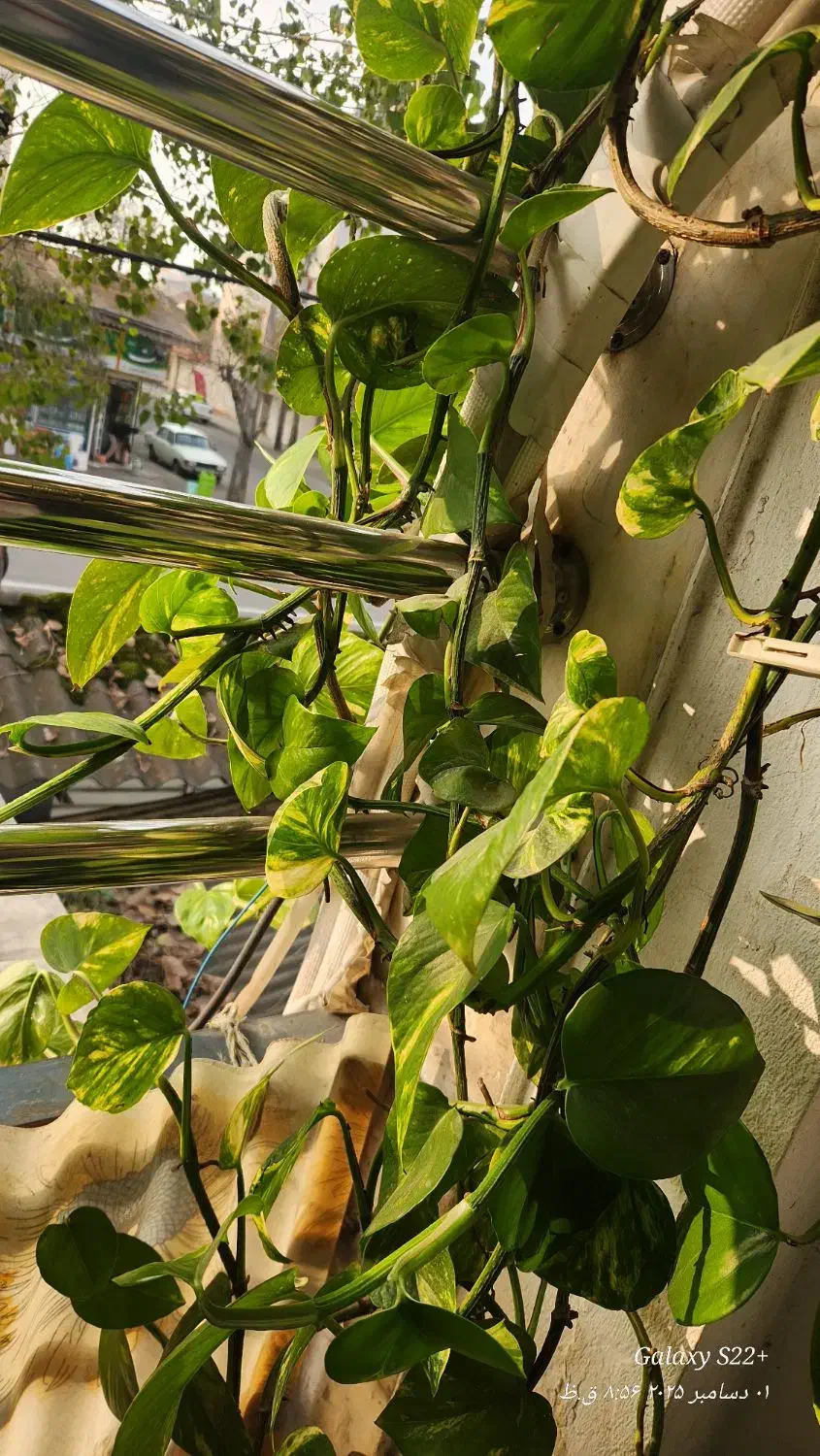 فروش گل پتوس|گل و گیاه طبیعی|رشت, حمیدیان|دیوار