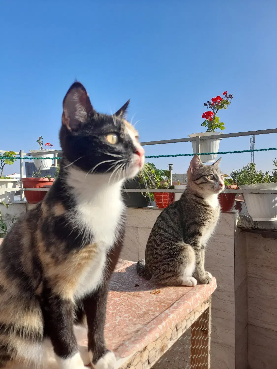 واگذاری گربه|گربه|رشت, یخسازی|دیوار