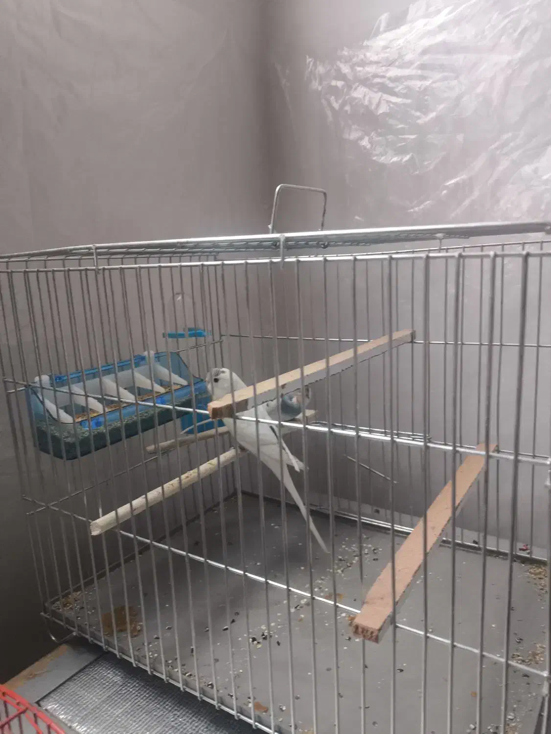 مرغ عشق|پرنده|قیامدشت - خاورشهر, |دیوار