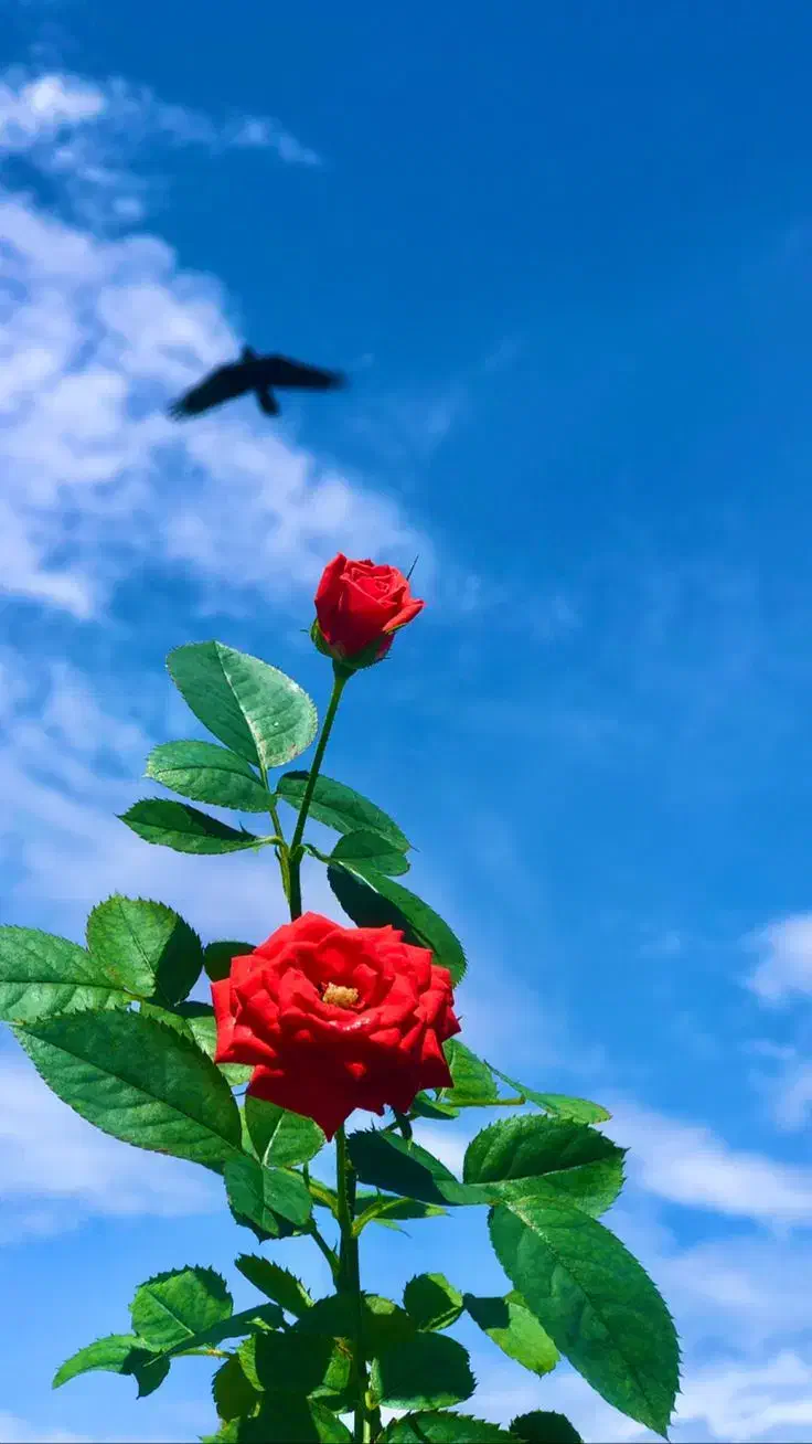 پذیرایی و شستن فرش نظافت خانه ودفترادارات|خدمات پذیرایی، مراسم|الیگودرز, |دیوار