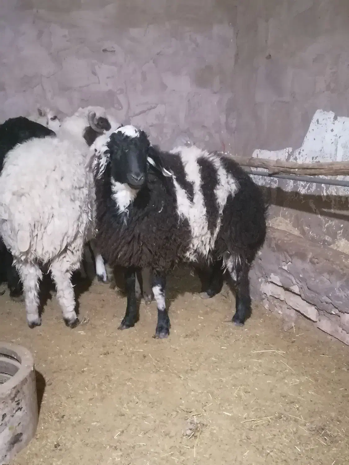 فروش بره نر و ماده|حیوانات مزرعه|کرمان, |دیوار