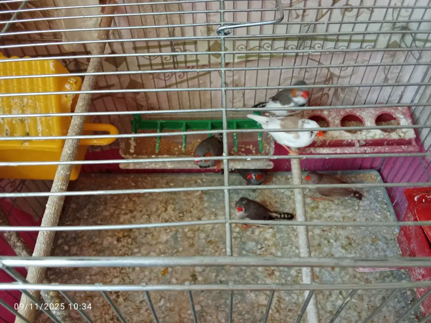 فنچ سرحال و تخم گذار|پرنده|خمینیشهر, |دیوار